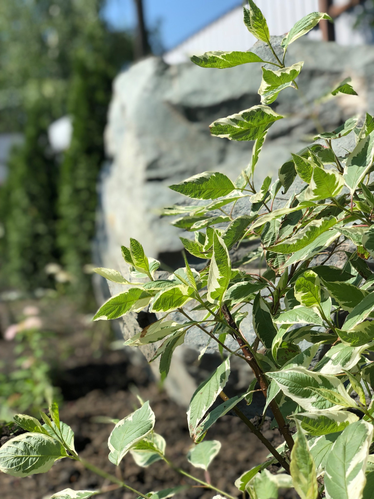 Привет, станица!