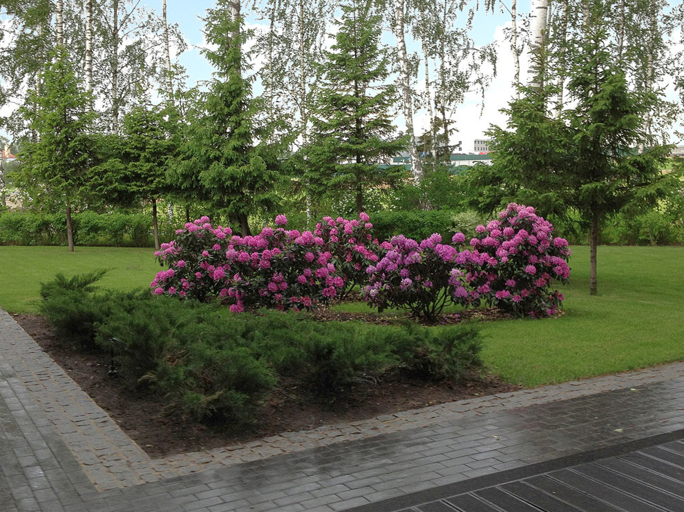 Рододендроны и можжевельники