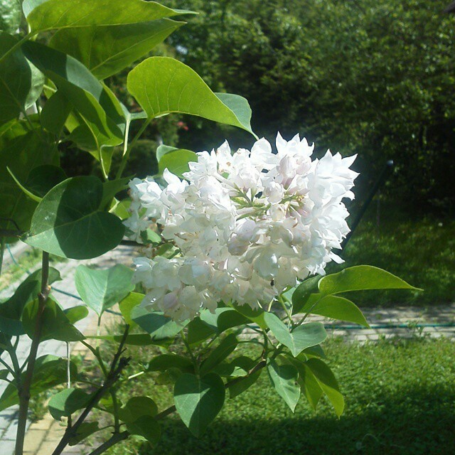 Как правильно: Выбрать и посадить сирень в своем саду