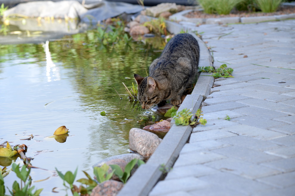 Участок в Ломоносовском районе Ленобласти