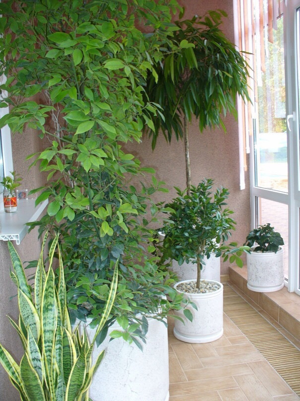 Благоустройство сада|Ландшафтный дизайн