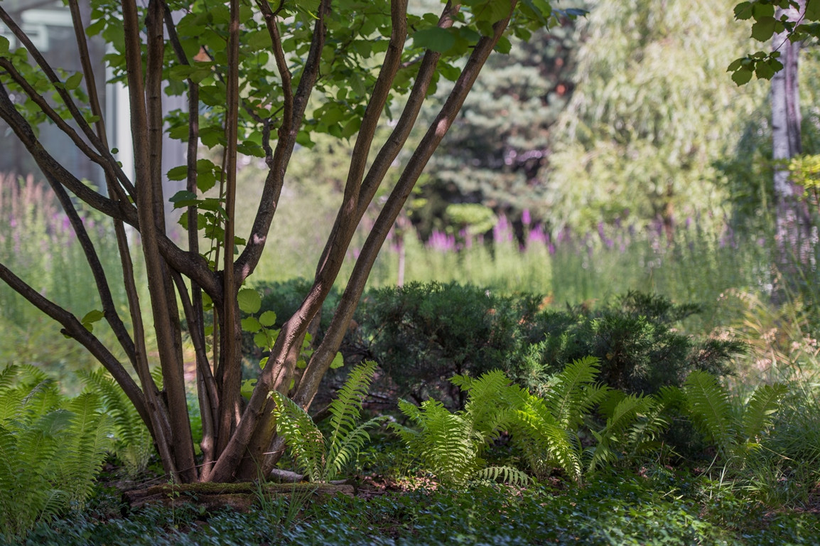 Лесная Рапсодия