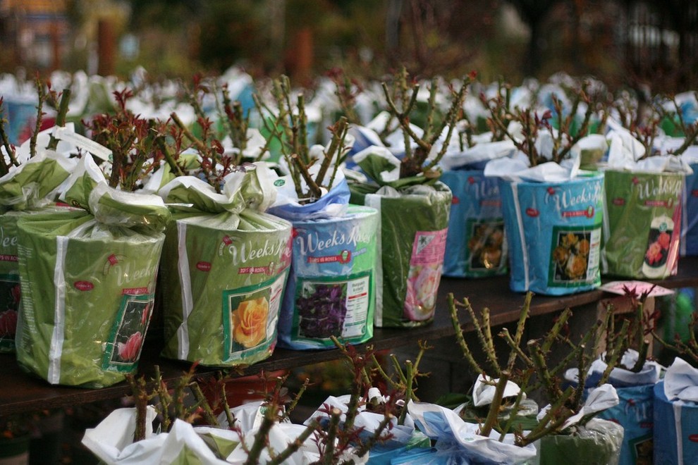 Розы в саду: Выбор места и посадка