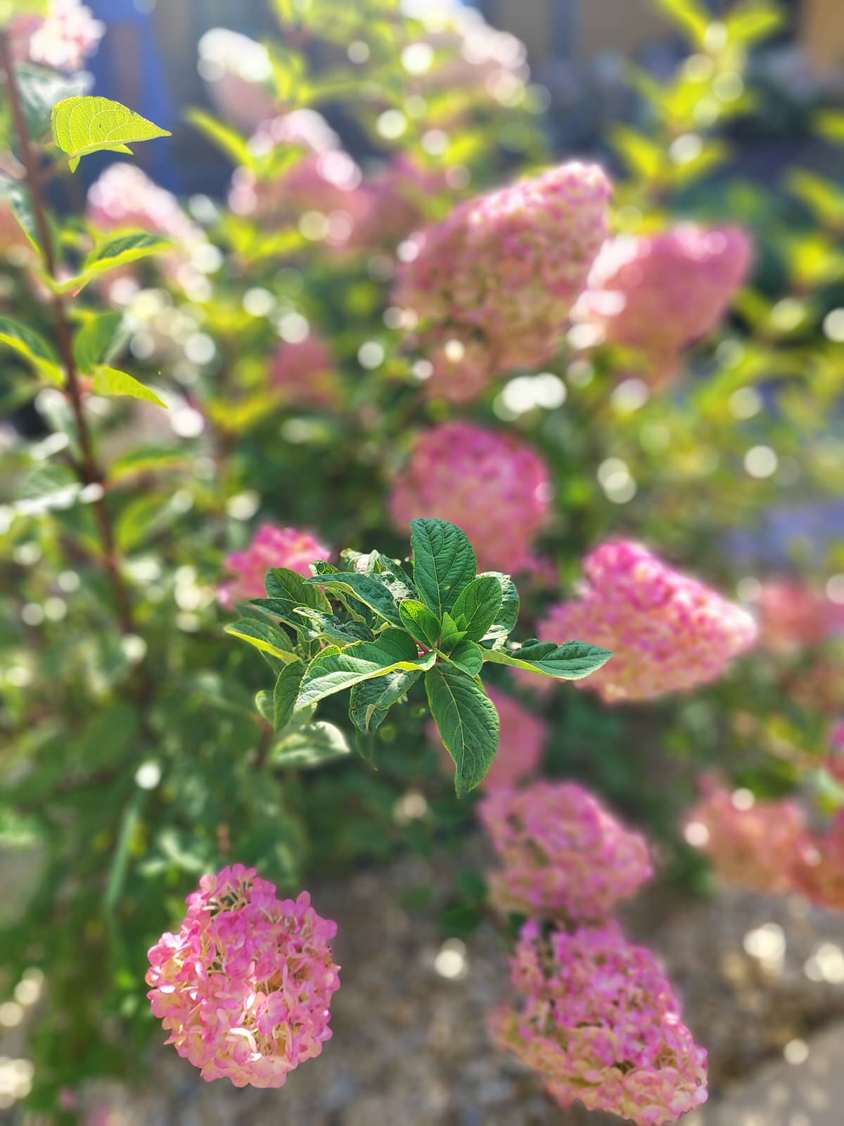 Обложка проекта: Кожино 2022