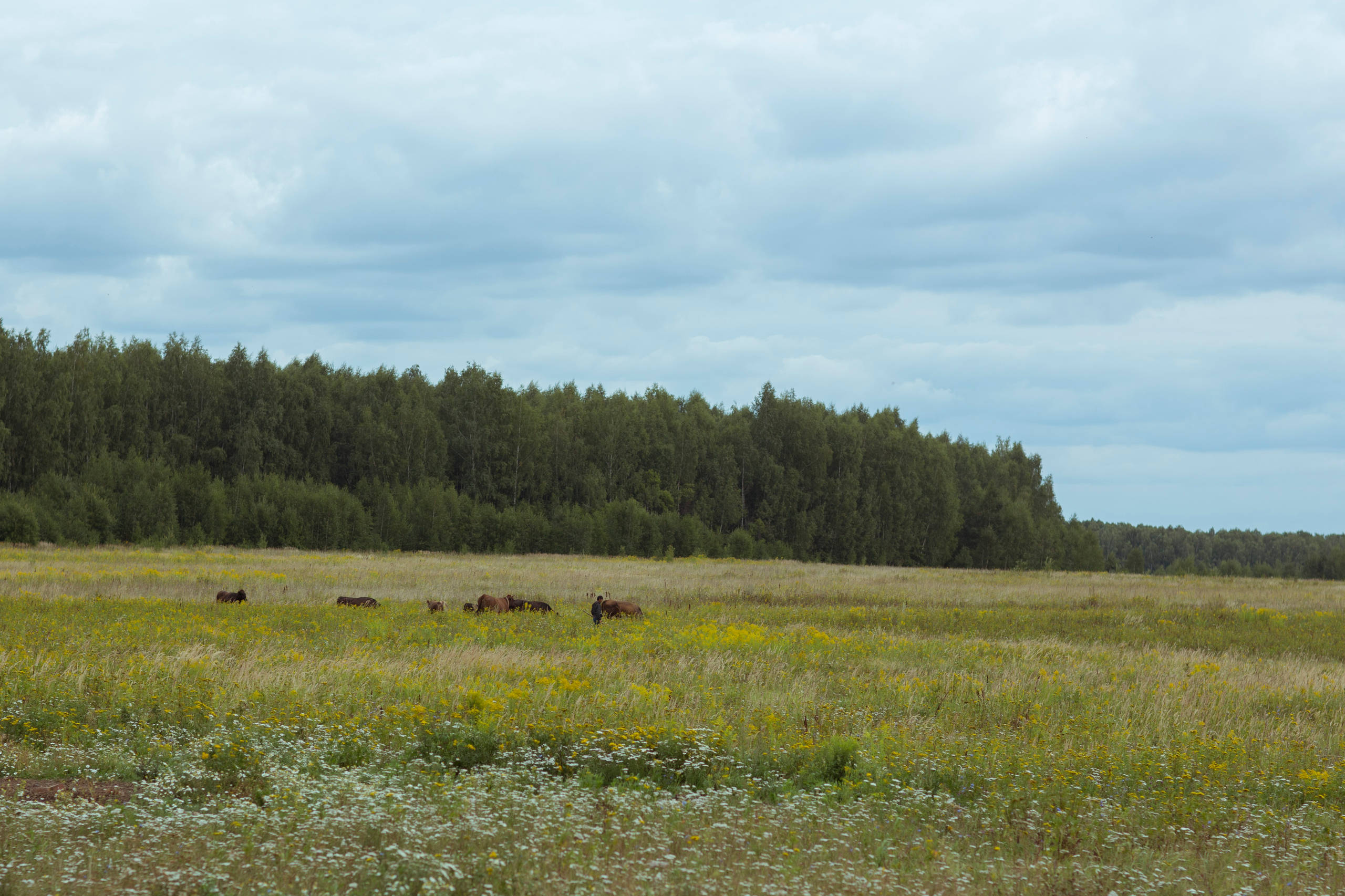 Итак, вы купили дачу... Что делать дальше?