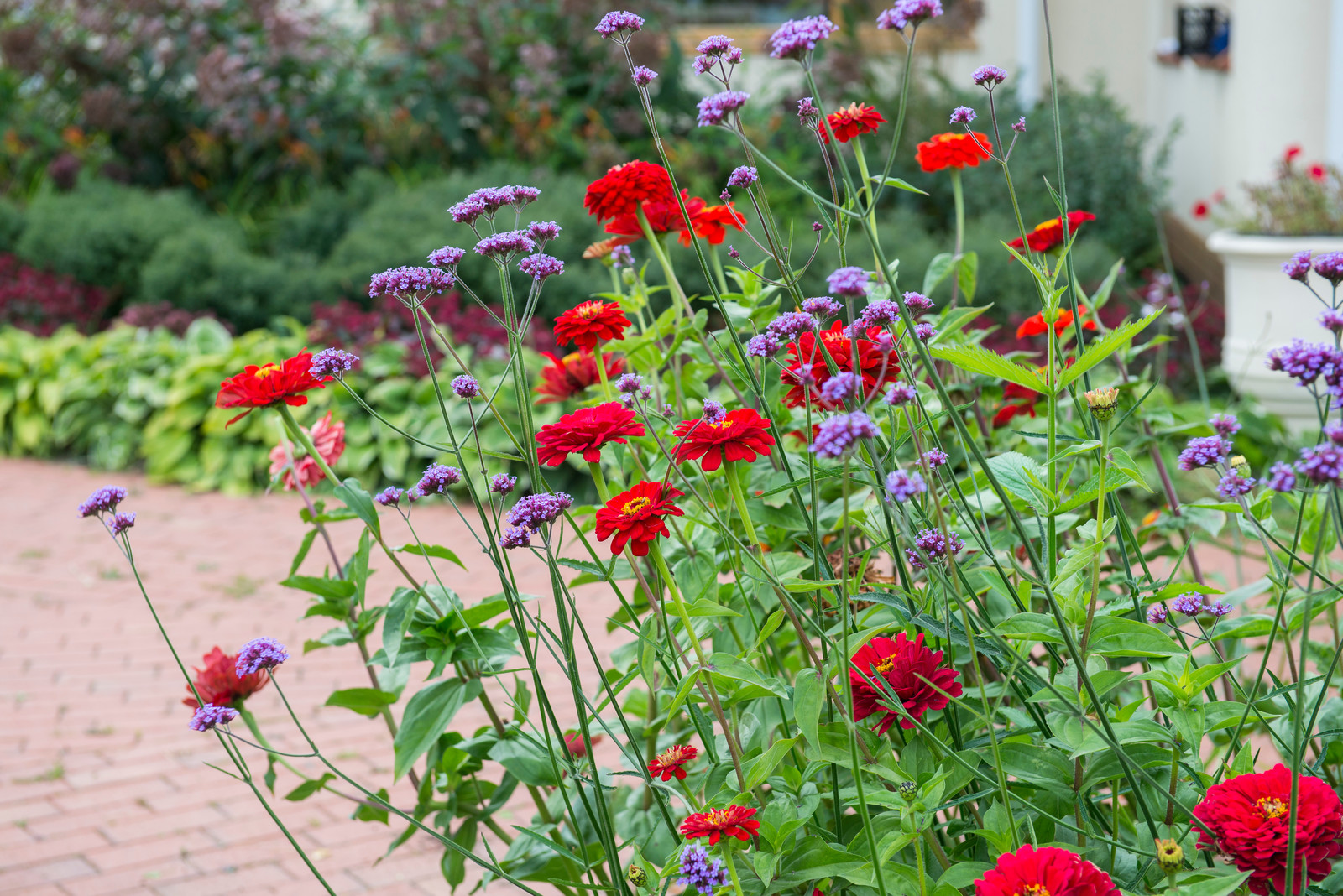 Цветники из однолетников