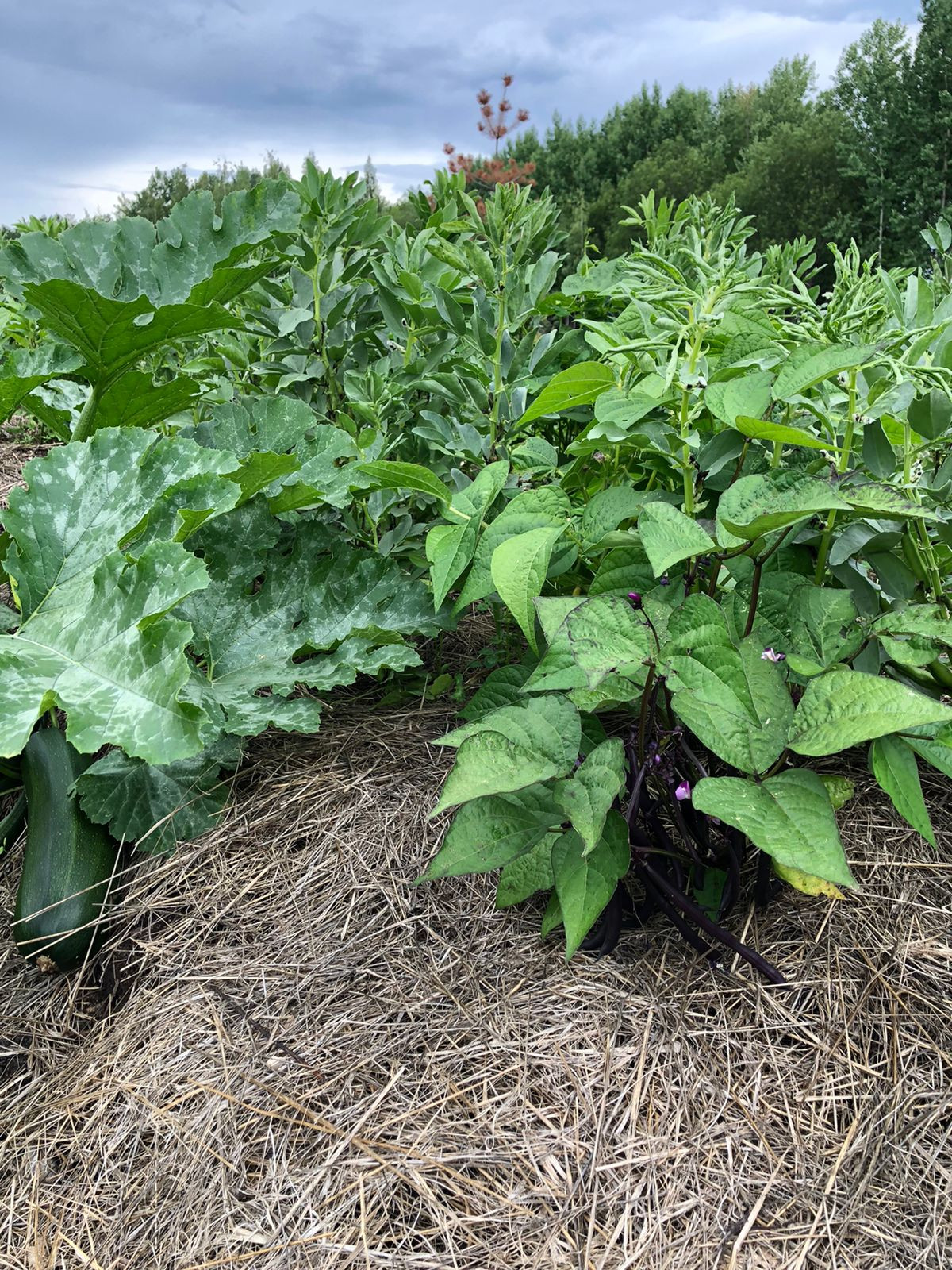 Пермакультурная агроусадьба. Рыбные пруды