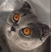 Настенька Богомолова