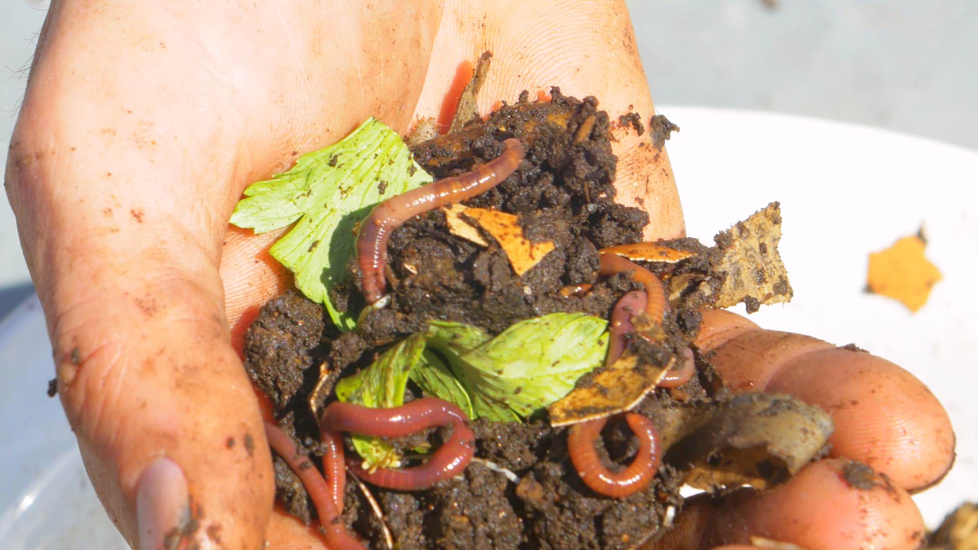 Как правильно: Сделать компост дома в городских условиях