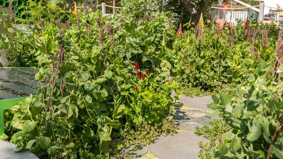 Уроки Chelsea Flower Show: Модные растения 2018 года