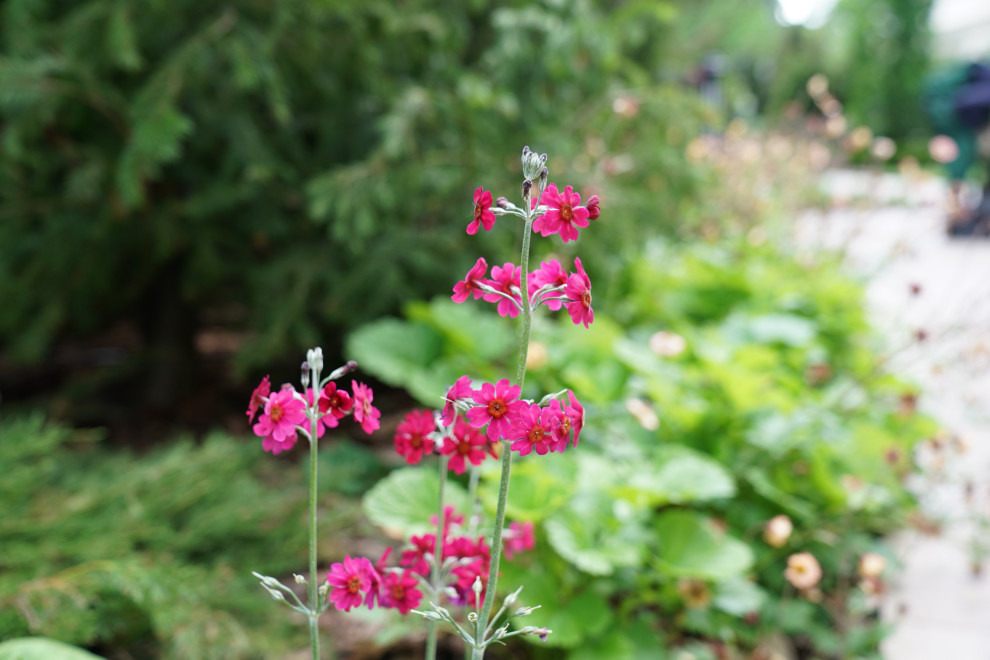 Французский сад. Опалиха. 2021 г.