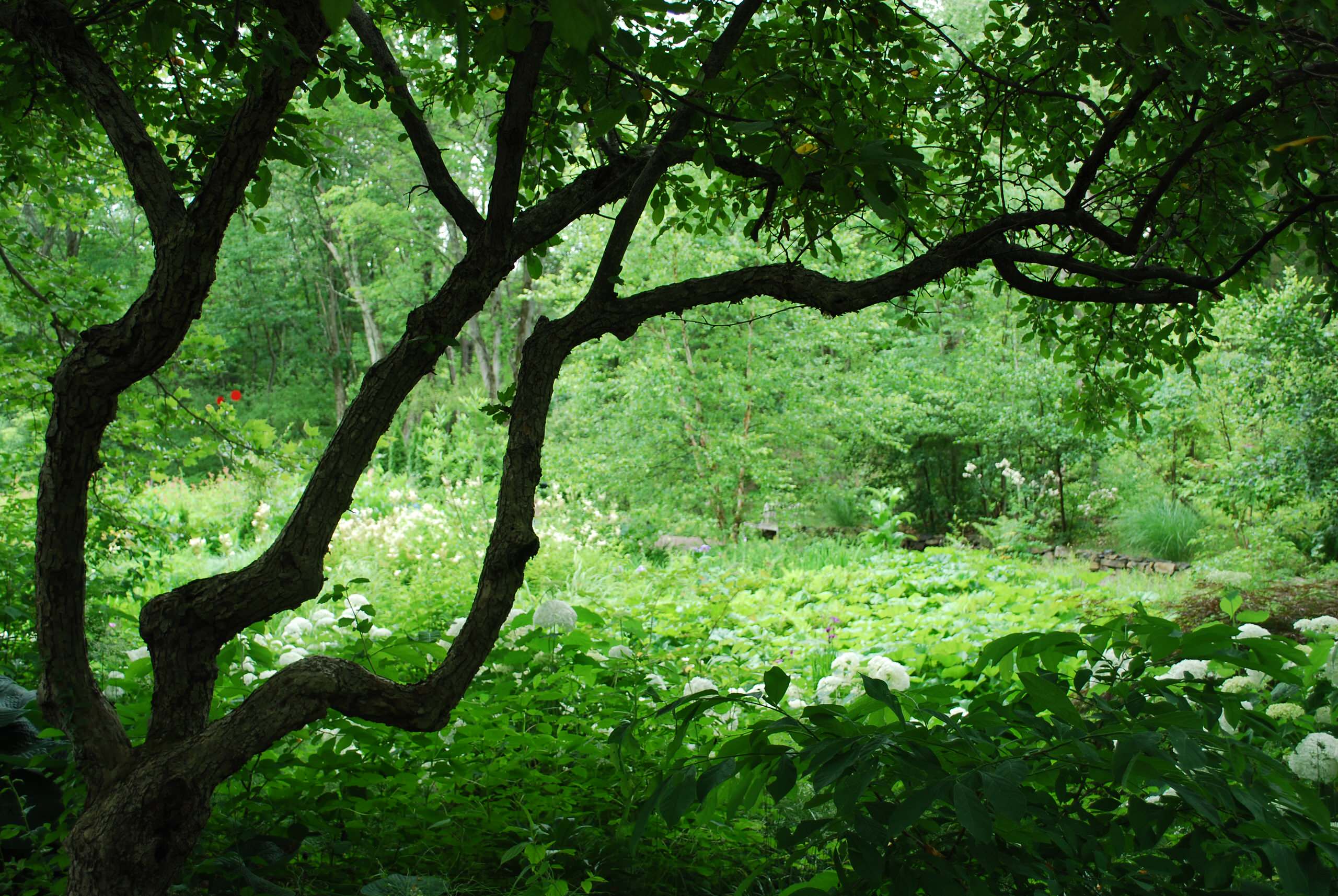 На прививку становись: Зачем и как прививают деревья