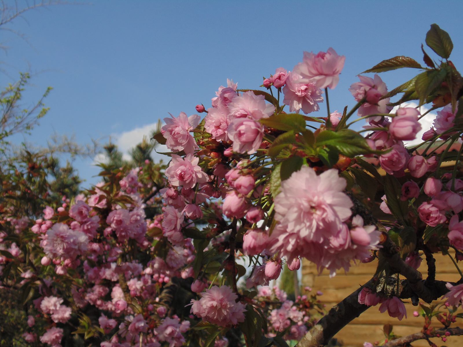 Наш собственный сад