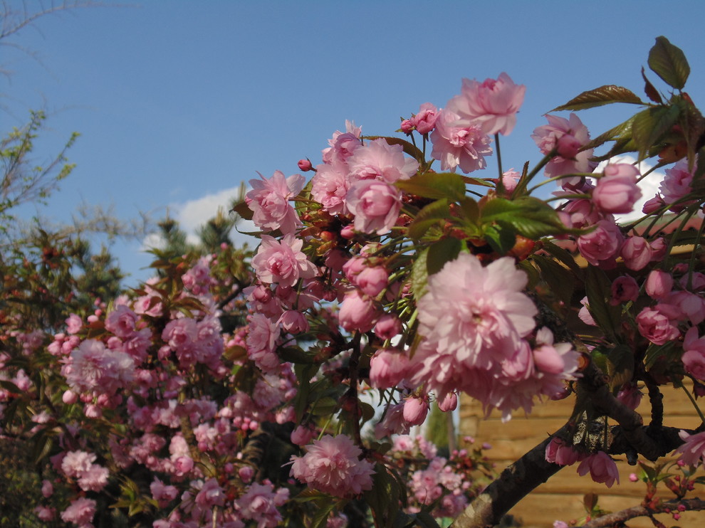 Наш собственный сад