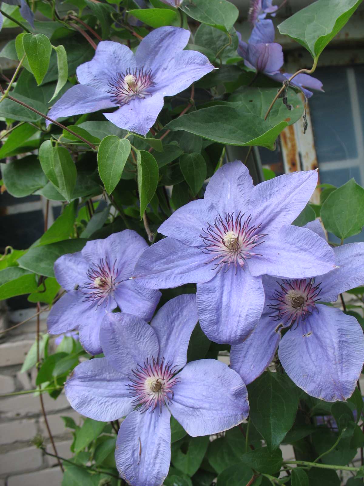 Обложка проекта: Питомник растений. Многолетние цветы