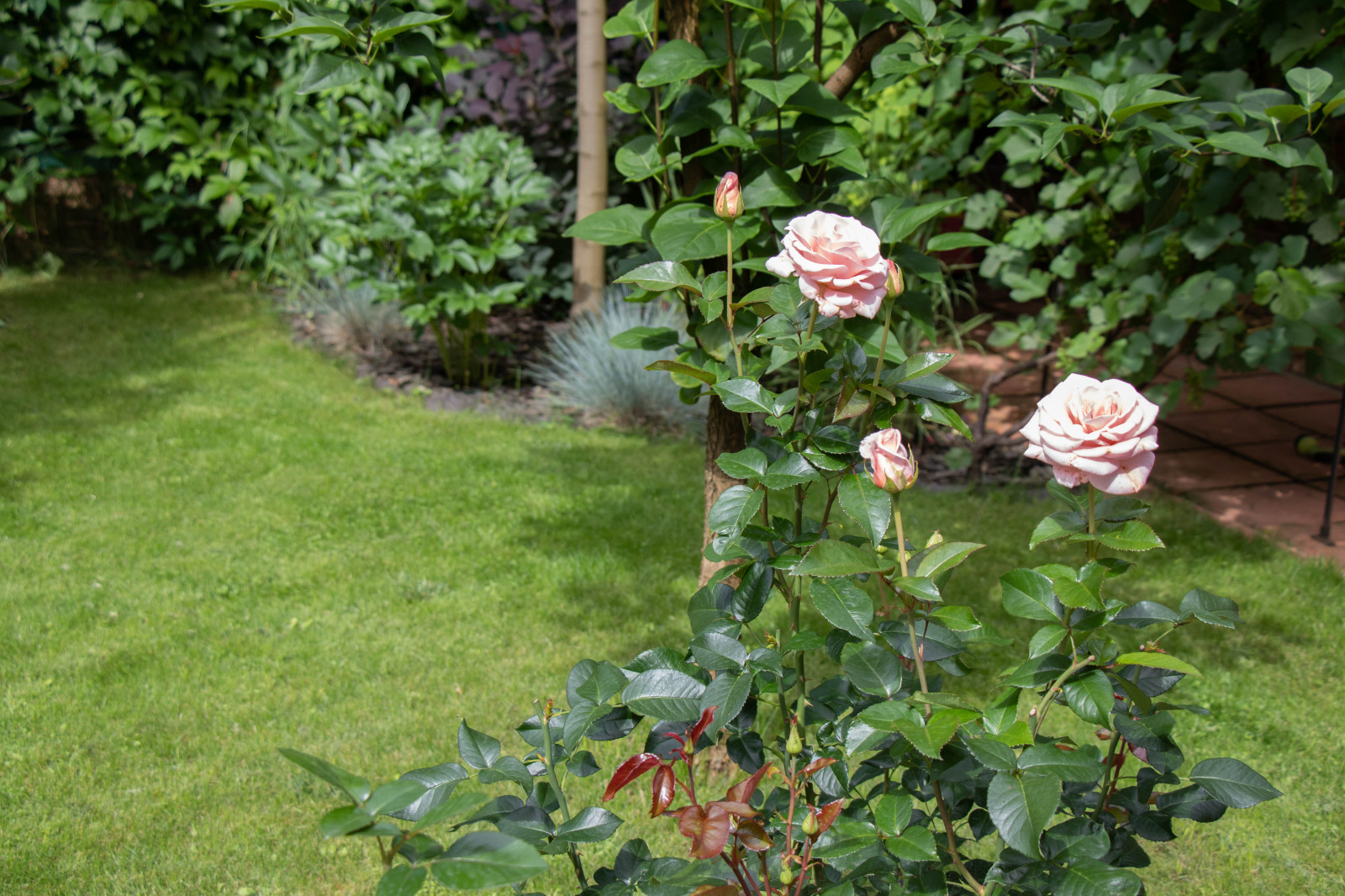 Французский садик в поселке Рыбаки Дмитровское шоссе