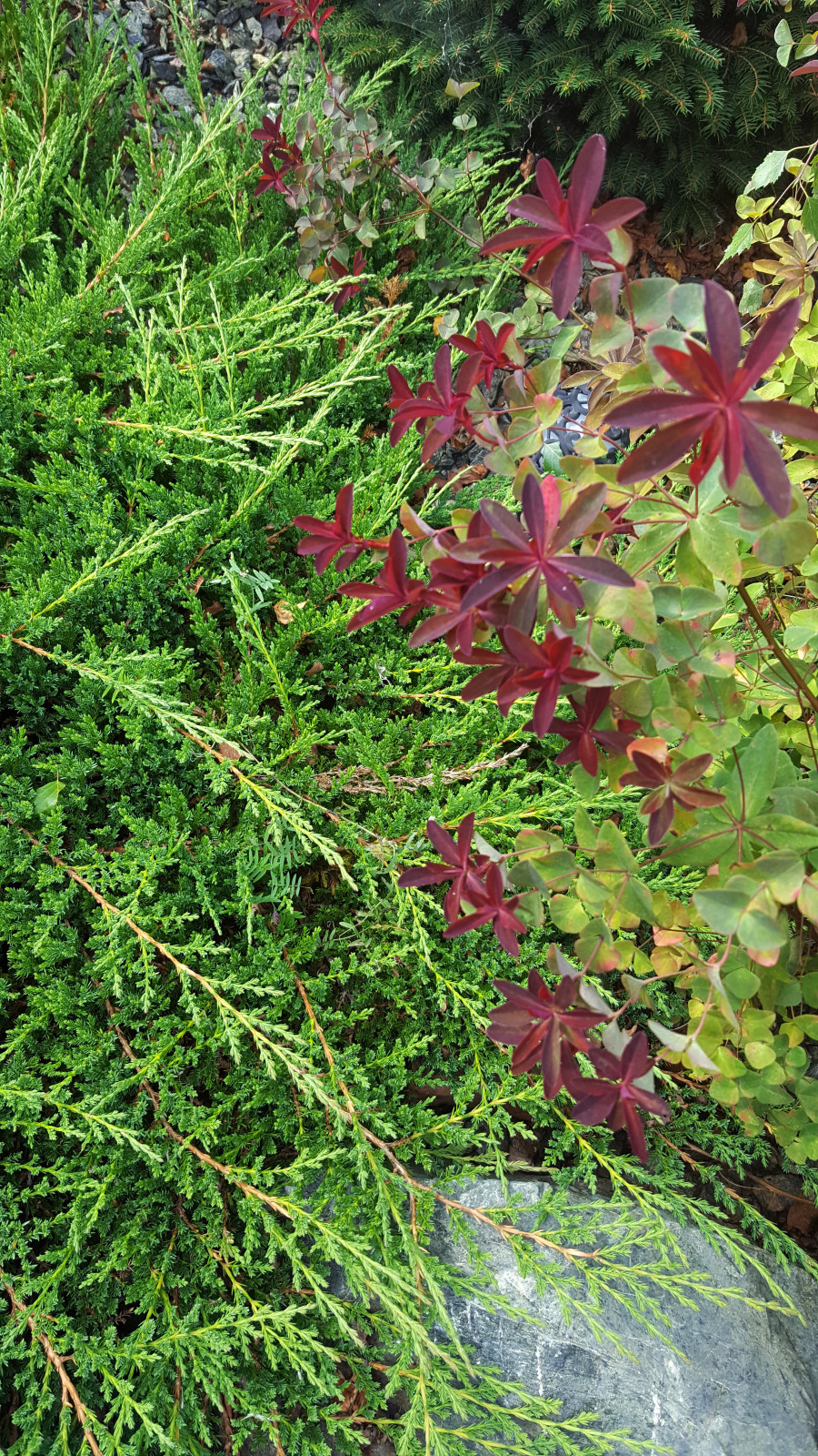 Цветники и композиции крупным планом