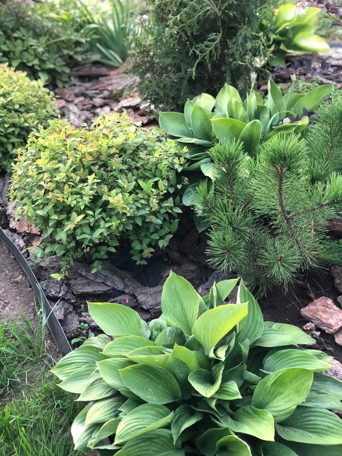 Проектирование цветников 2018-2020