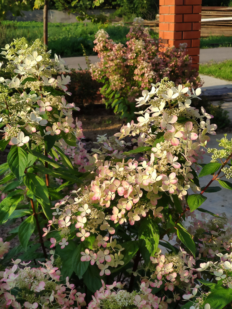 "Мурановские кружева"