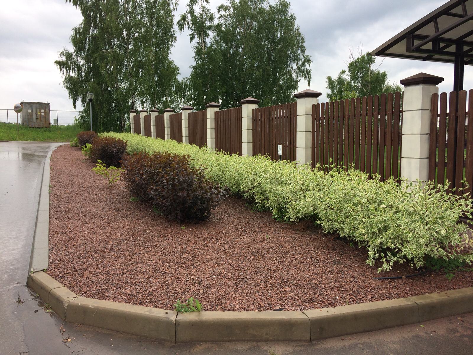 В закладки: Топ-10 растений для формованных изгородей