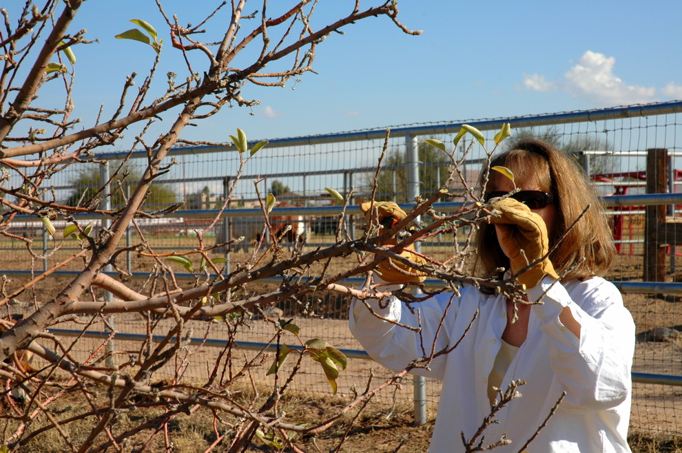 Работа над ошибками: Что пошло не так с деревьями