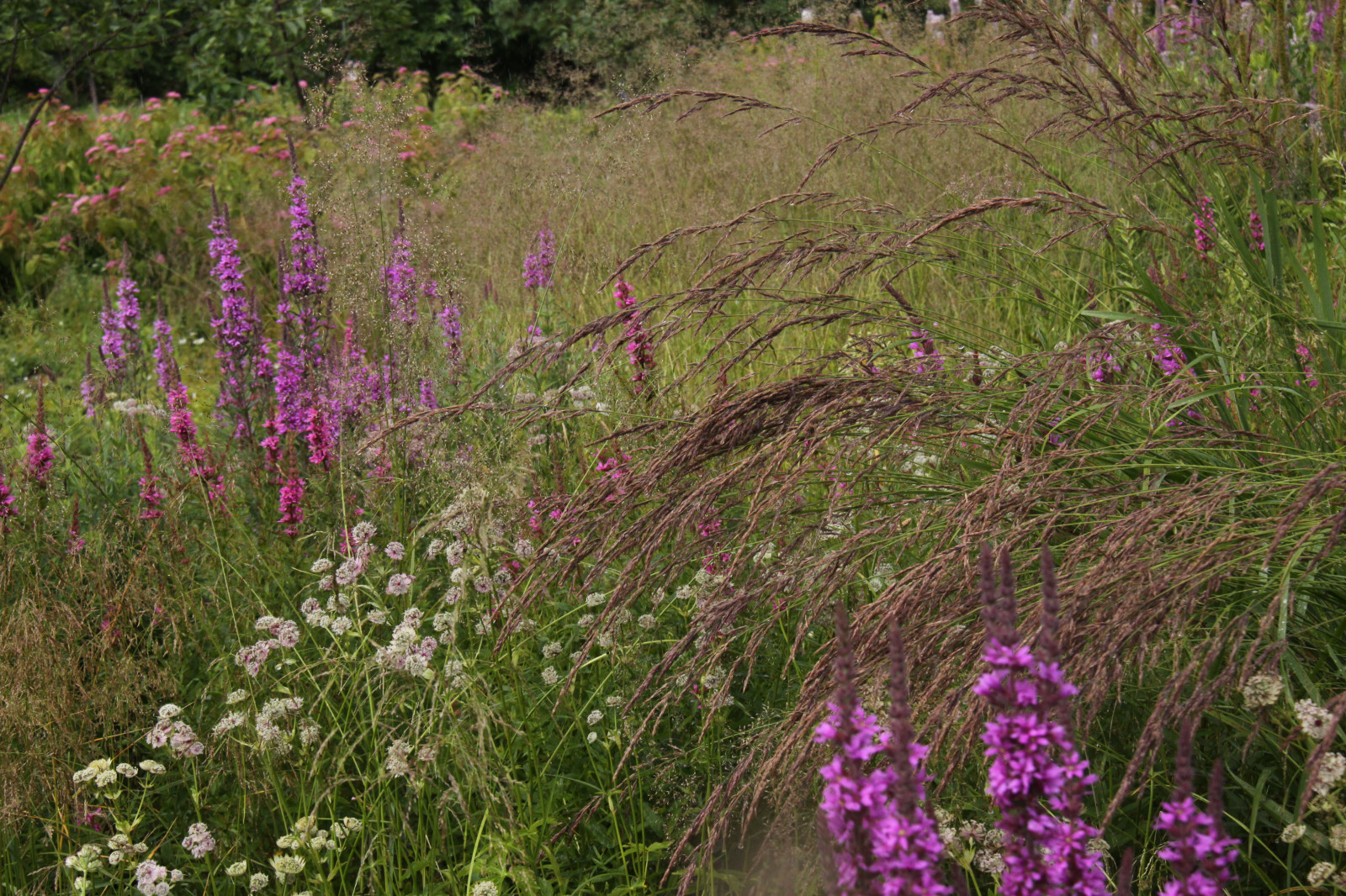 Сад "Три плюс два"