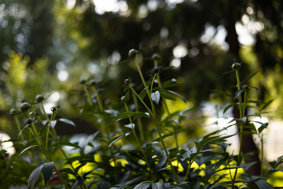 Лесной пейзаж