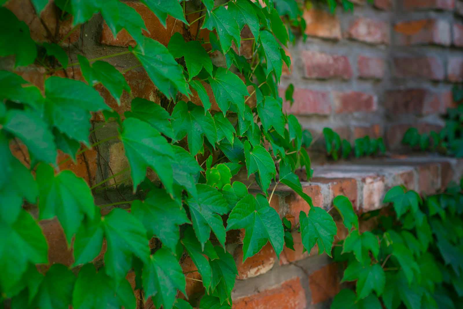 Проект недели: Маленький садик в рустикальном стиле в Калининграде