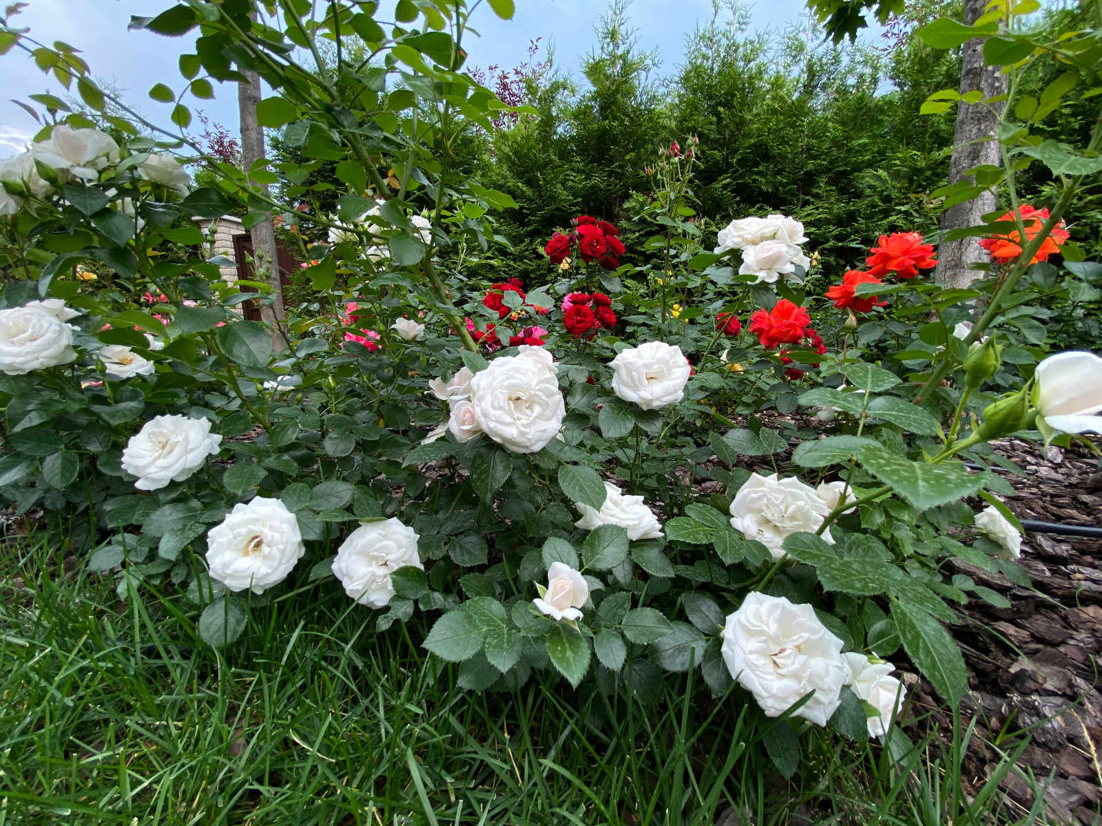 КП Пестово "Evergreen'