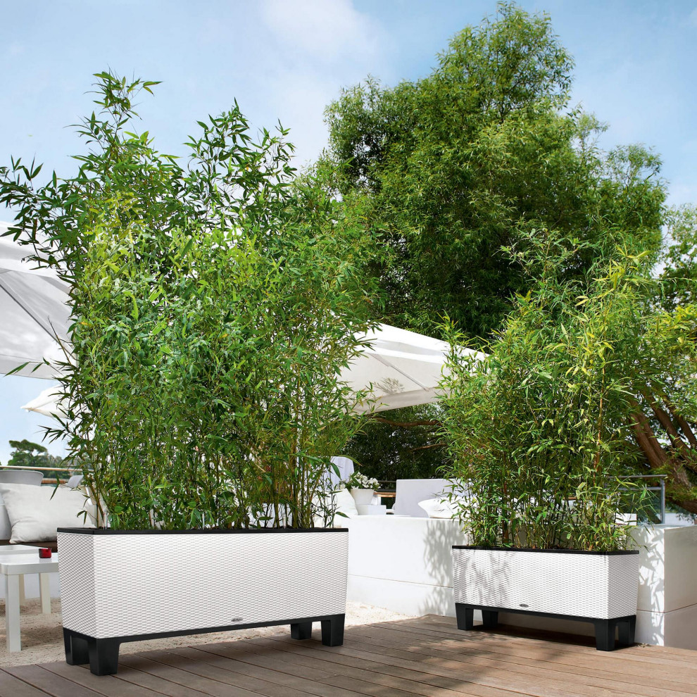 Зеленая перегородка