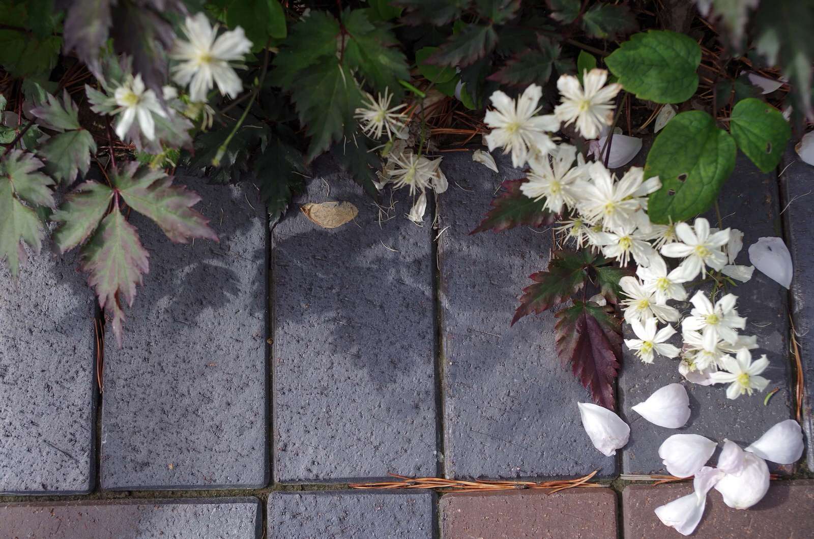 СНЫ О ЧЕМ_ТО БОЛЬШЕМ...