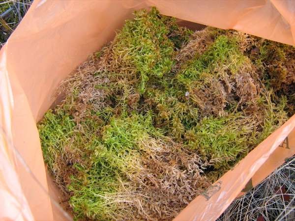 Азбука цветовода: Как выбрать фитомодуль для вертикального сада