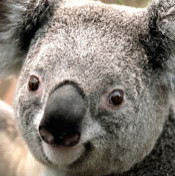 василий елисеев