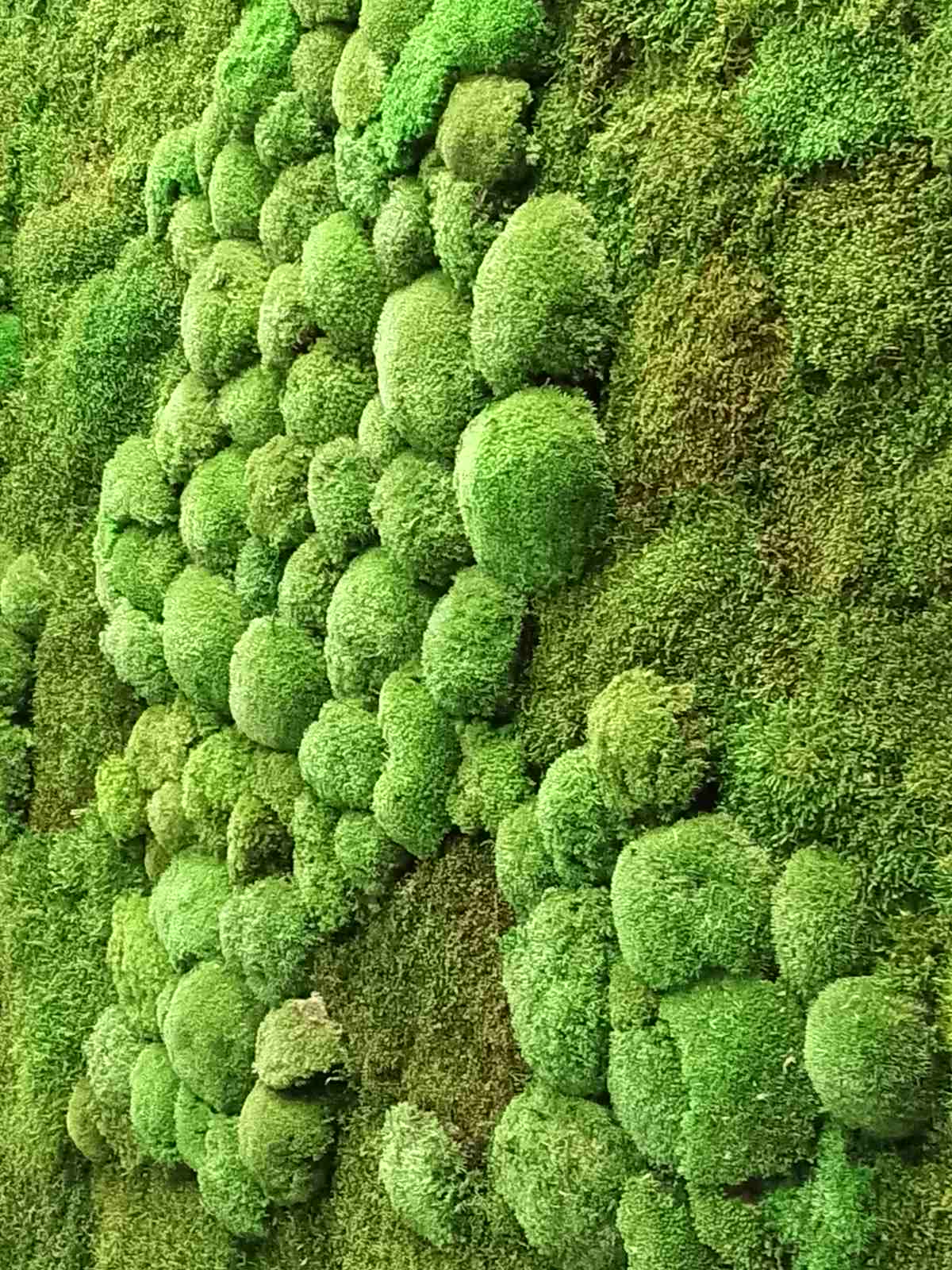 Тюмень. Комарово