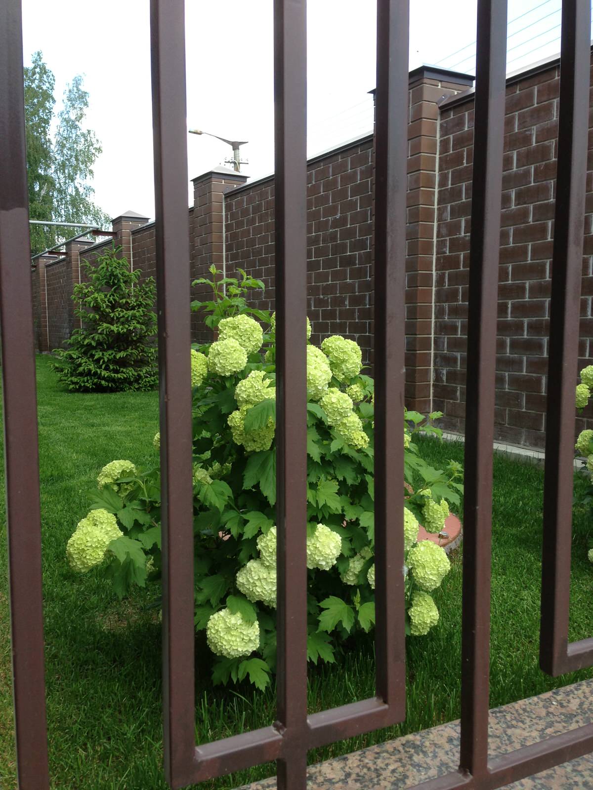 Вавиловец 1