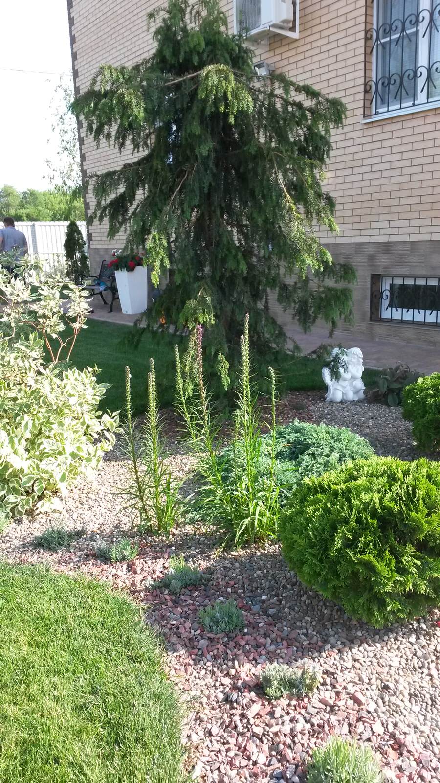 Цветы в саду