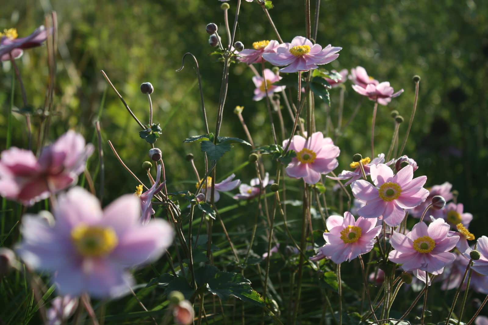 Цветники Советской площади