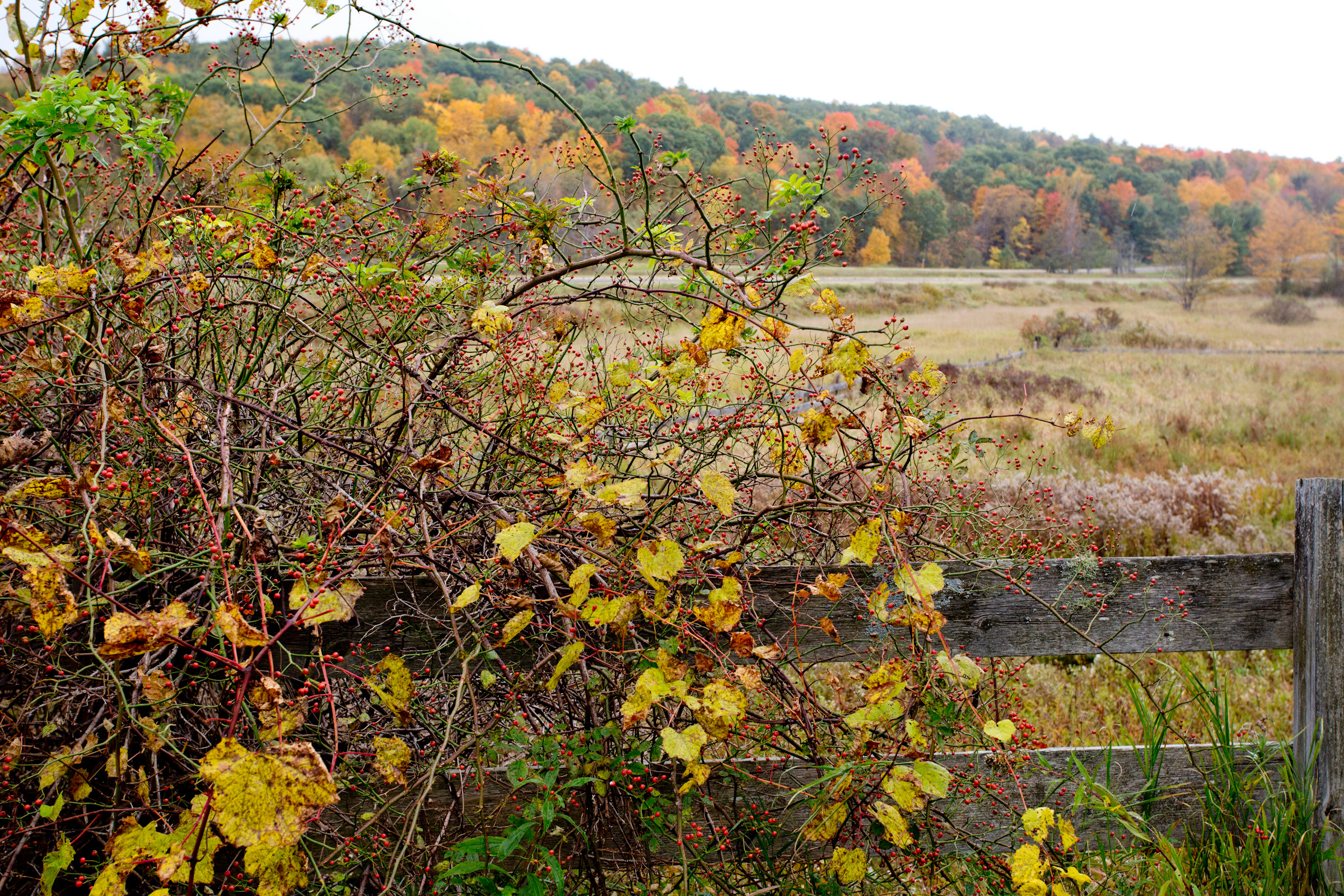 Houzz call: Покажите нам золотую осень, которую вы видите из окна