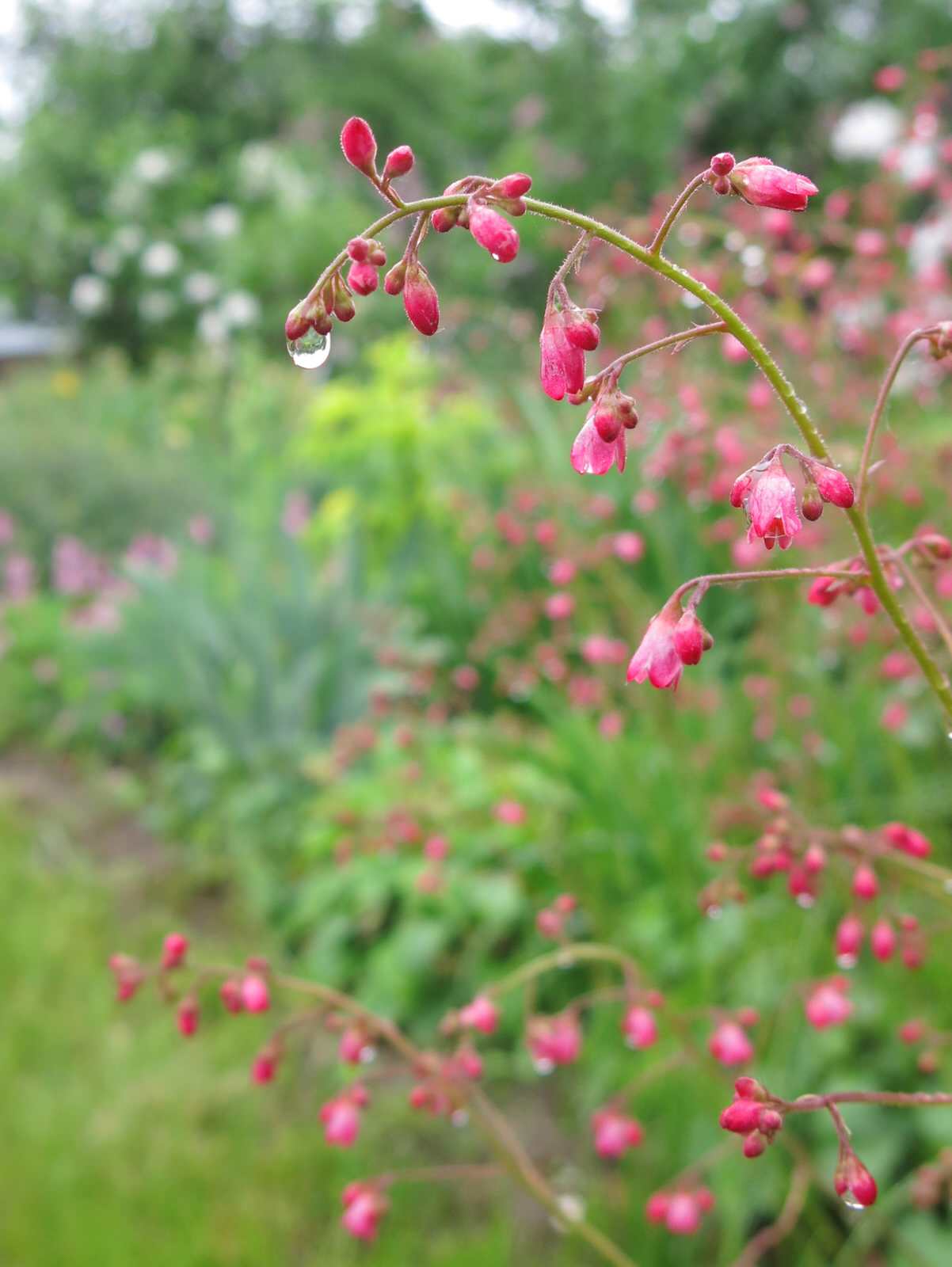 ТЕПЛЫШКО МОЕ. ВЕСНА.