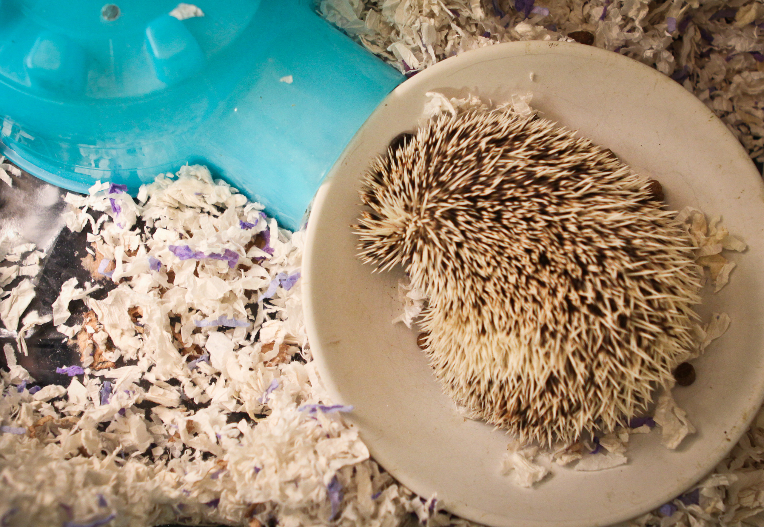 Нестандартные животные в стандартной квартире