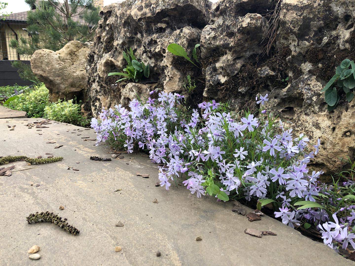 Флокс шиловидный