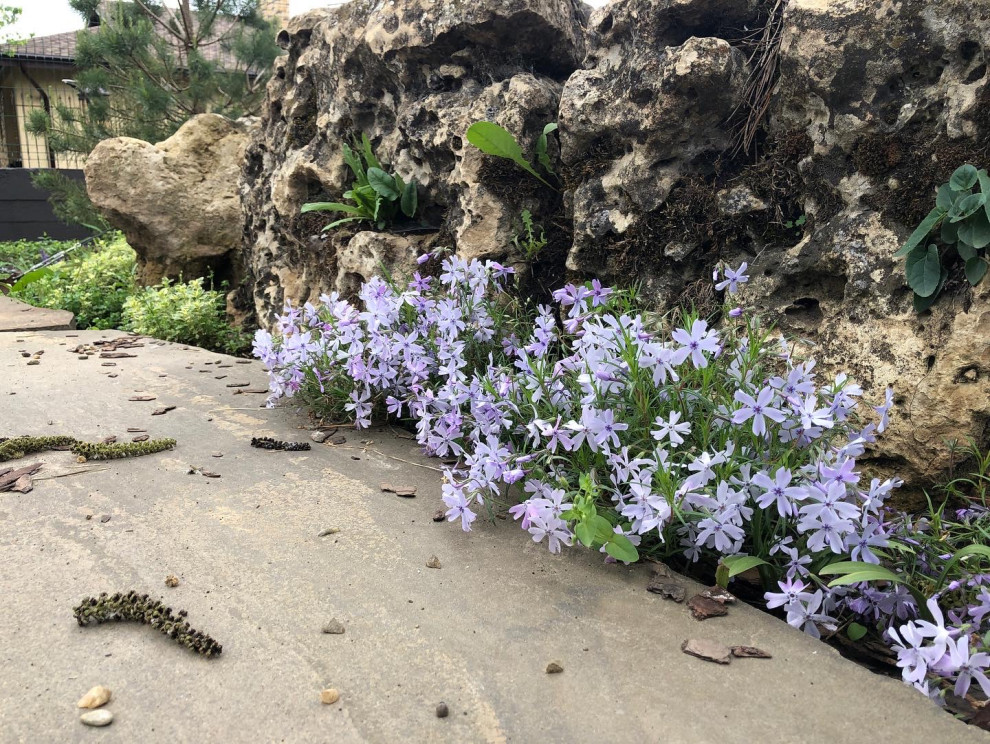 Флокс шиловидный