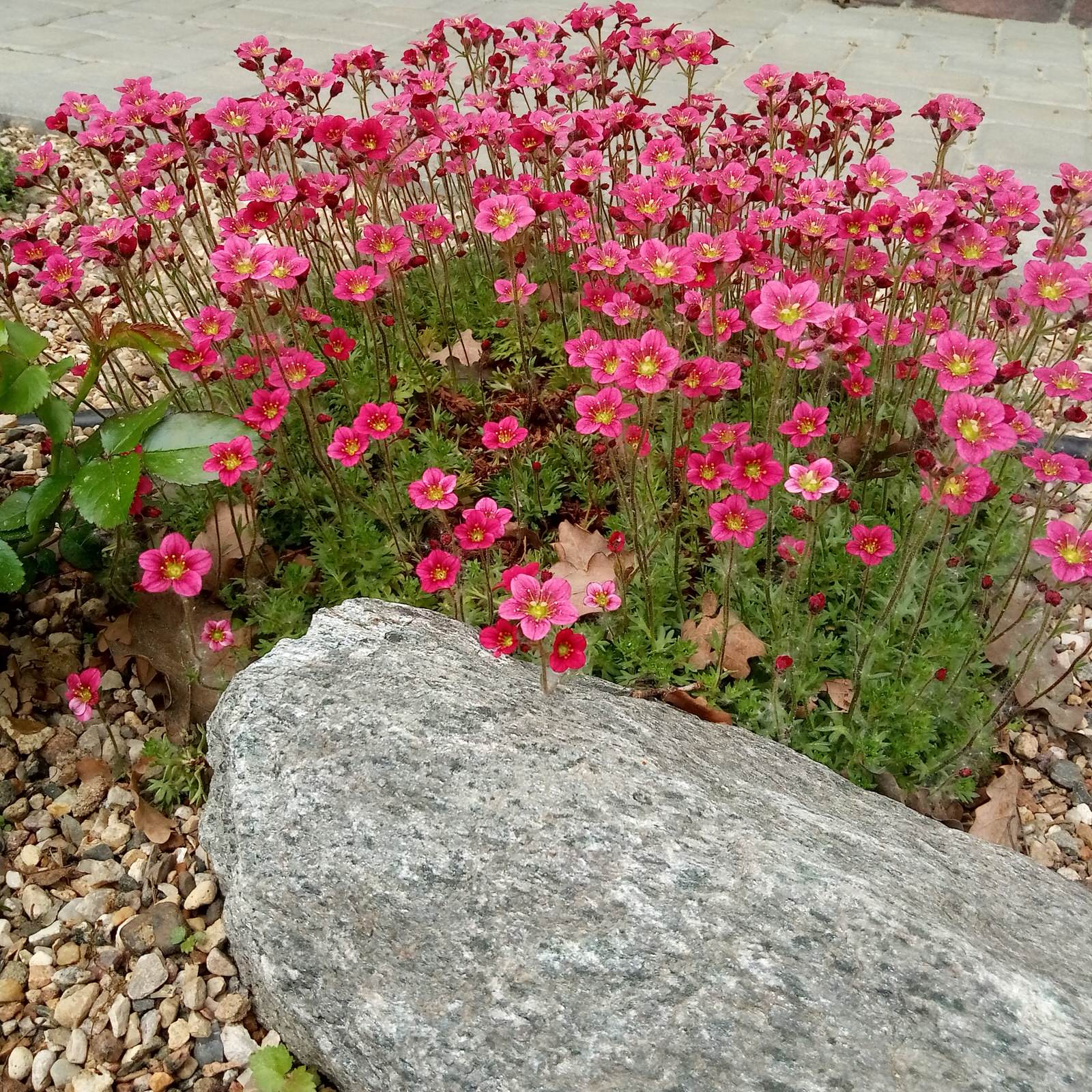 Сад в Рожновке