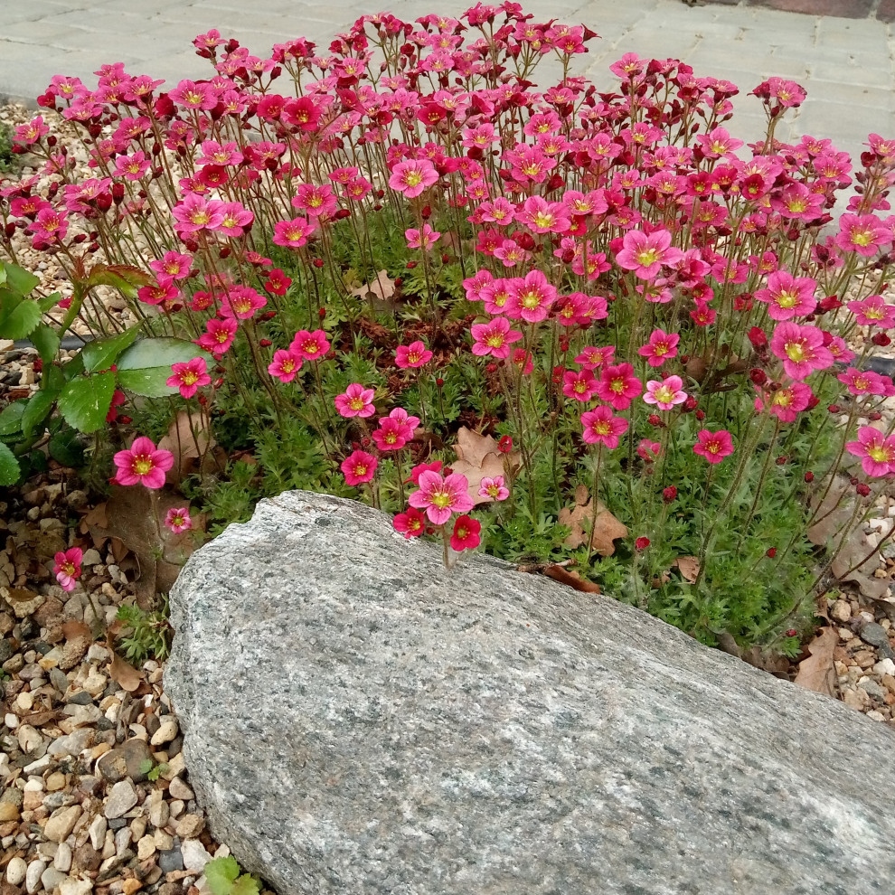 Сад в Рожновке