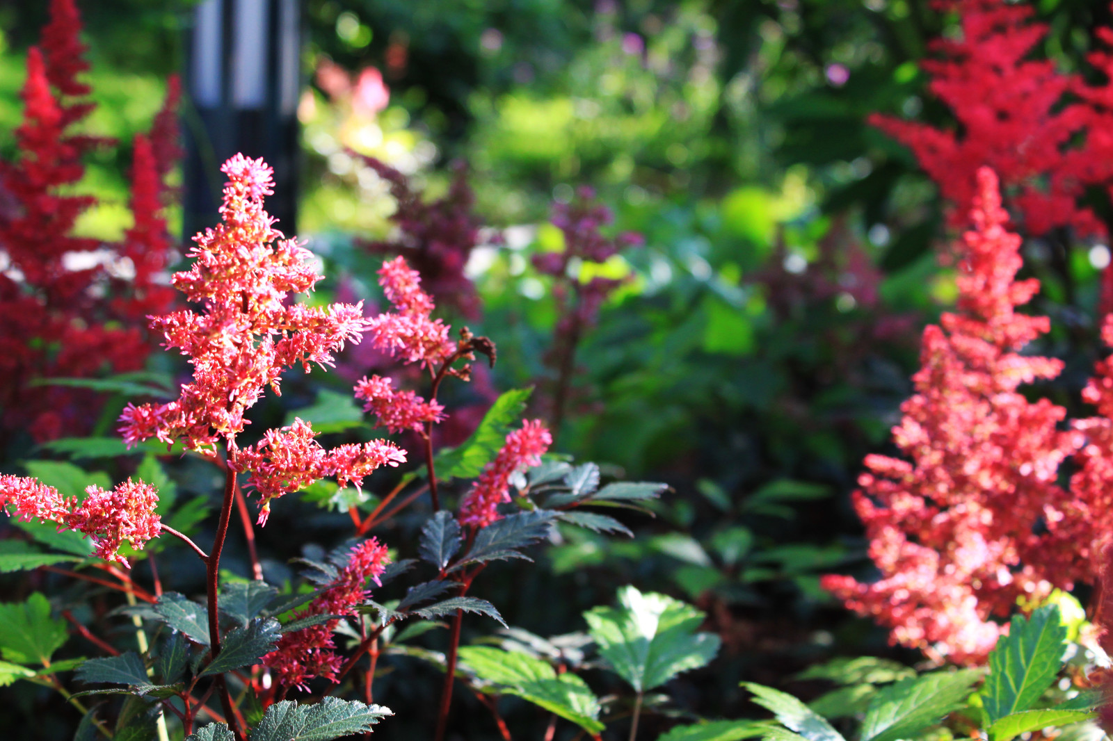 Обложка проекта: КП Резиденции Бенелюкс Московская обл.