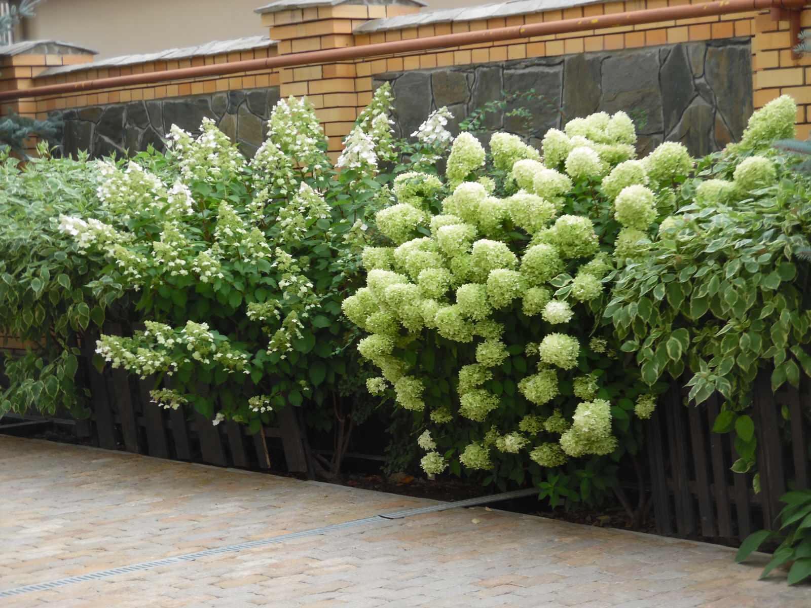 Обложка проекта: Современная классика. Цветущий сад.