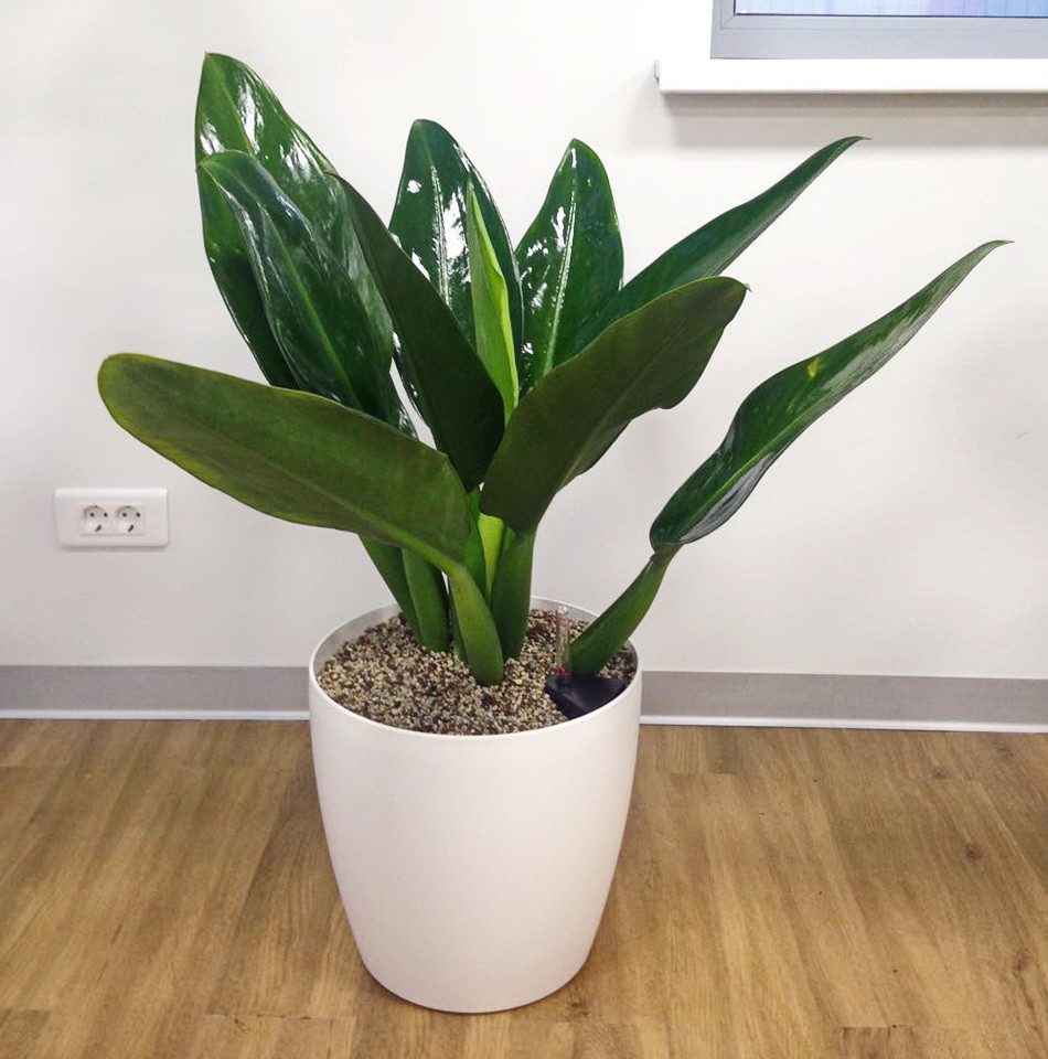 Озеленение автосалона Тойота Владивосток