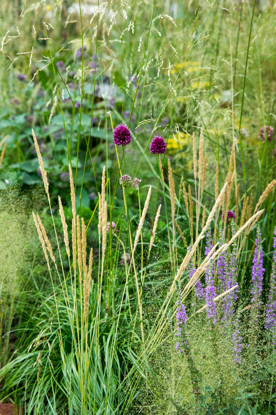 Сад   James Alexander-Sinclair  на Moscow Flower Show 2018  (вне  конкрса)