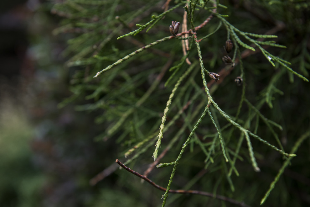 В гостях: Сад в идеальной форме... круга