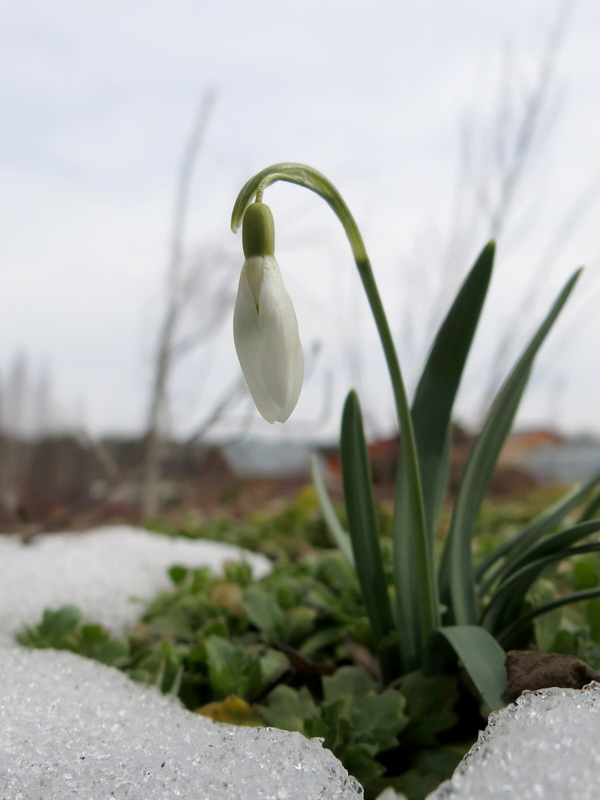 ТЕПЛЫШКО МОЕ. ВЕСНА.